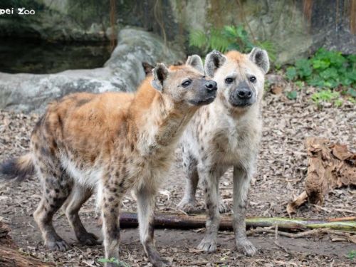 4月27日國際鬣狗日認識斑點鬣狗！別再誤會牠們是壞角色